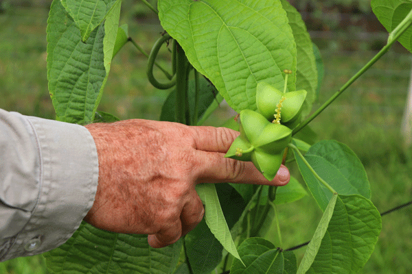 Sachacol SAS - Aceite de Sacha Inchi - Plukenetia volubilis  Extra Virgen Premium - Colombia