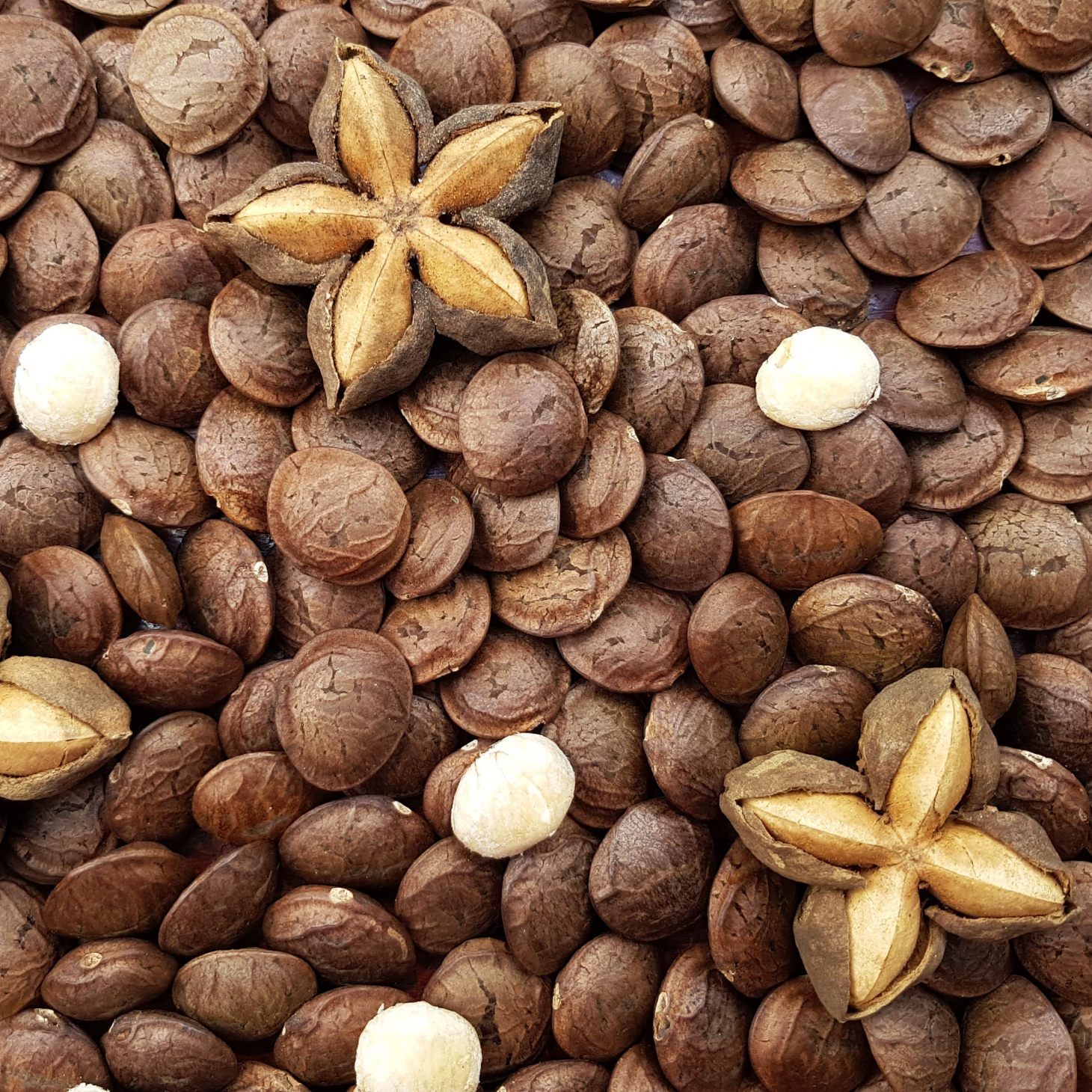 Sachacol SAS - Aceite de Sacha Inchi - Plukenetia volubilis  Extra Virgen Premium - Colombia